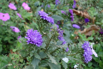 Several purple flowers of China asters in September