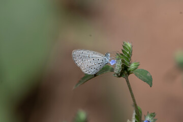 Zizula hylax  - Tiny Grass Blue  Butterfly