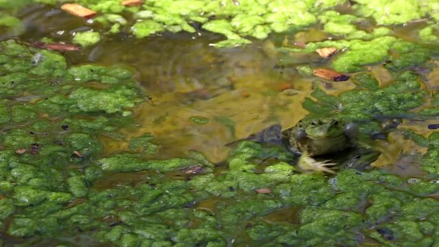 Common frog, Rana temporaria, single reptile croaking in water, also known as the European common frog or European grass frog is a semi-aquatic amphibian of the family Ranidae 