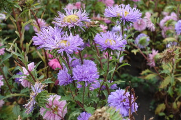 Violet flowers of semi double China asters in September