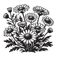 Chamomile flower. Black and white vector illustration. Ink sketch