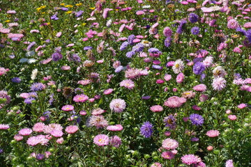 Naklejka premium Multifold pink, violet and white flowers of China asters in August