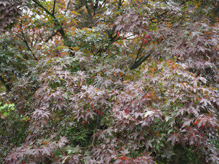 Fototapeta premium red maple leaves background