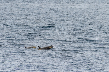 Close-up of a group of killer whales, Orcinus orca, swimming in the waters of the Antarctic...