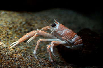 アカツノチュウコシオリエビ