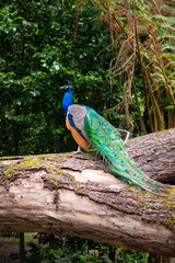 Indian peafowl (Pavo cristatus), the common peafowl. Peacock sitting on a tree. Colorful peacock bird. Beautiful peacock with feathers on Azores island, Portugal