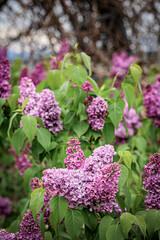 beautiful purple lilac blossoms on a branch in the Botanical Garden park, Tbilisi, Georgia