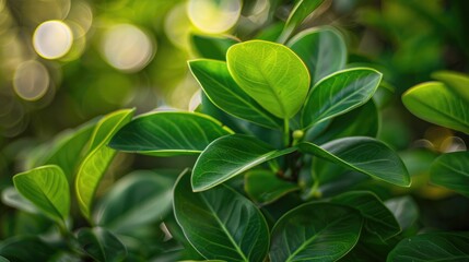 Fototapeta premium A close-up of lush green tropical leaves with a blurred background, providing a perfect space for text or pattern design