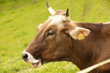 gehornte Kuh beim wiederk&auml;uen