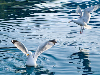 Seagulls in crystal clear water in the Norwegian Fjord. Dynamic movement of the seabird.