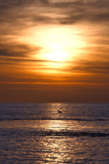 Sunset, seagull in the sky. Light waves. Sparkling water. Poel island on the Baltic Sea