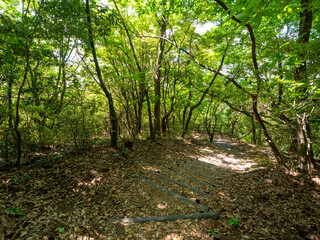 新緑に覆われた五月山のハイキングコース