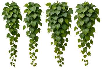 Green vine with green leaves on a transparent background.