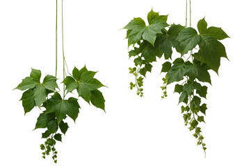 Green vine with green leaves on a transparent background.