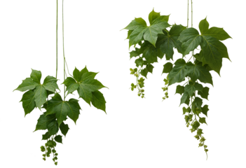 Green vine with green leaves on a transparent background.