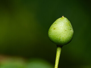 Dove tree fruit