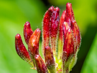 European wild Honeysuckle