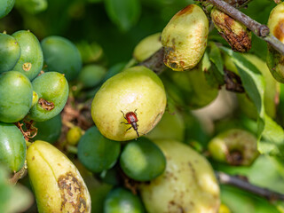 Closeup of the fruit of the Blackthorn tree bush. Prunus. Sloe plum, bullace, skeg, snag tree.
