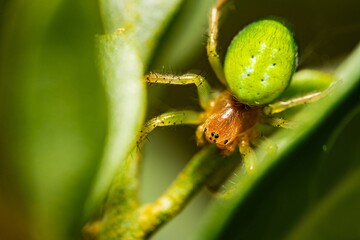 Cucumber Green Orb Spider - Araniella cucurbitina sensu stricto. Green Orb-Weaver Spiders, Closeup macro photograph