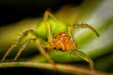 Cucumber Green Orb Spider - Araniella cucurbitina sensu stricto. Green Orb-Weaver Spiders, Closeup...