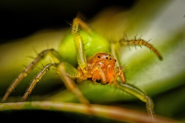 Cucumber Green Orb Spider - Araniella cucurbitina sensu stricto. Green Orb-Weaver Spiders, Closeup macro photograph