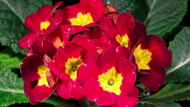 Timelapse of Spring Flower Blossom. Primula Vulgaris. Blooming Primrose Flower on a Black Background. Yellow and Red Primula Blossoming and Wilting