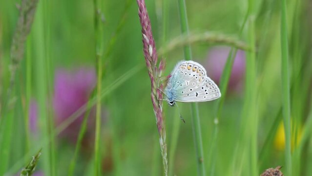 Hauhechel-Bl&auml;uling (Polyommatus icarus) M&auml;nnchen mit geschlossenen Fl&uuml;geln auf Grashalm