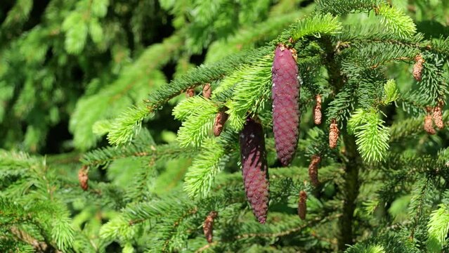 Junge noch rote respektive gr&uuml;ne Fichtenzapfen im Fr&uuml;hling