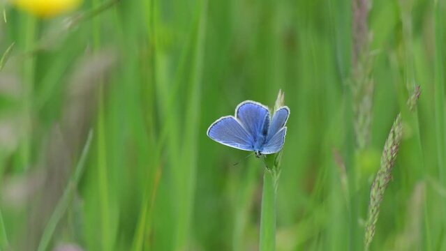 Hauhechel-Bl&auml;uling (Polyommatus icarus) auf Grashalm