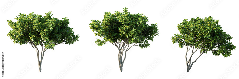 Poster magnolia trees isolated on white background. 3d render.