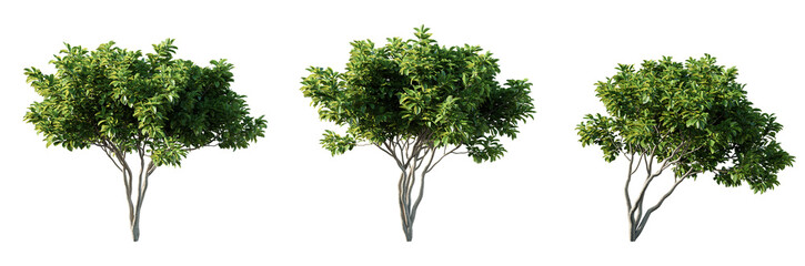 Magnolia trees isolated on white background. 3D render.