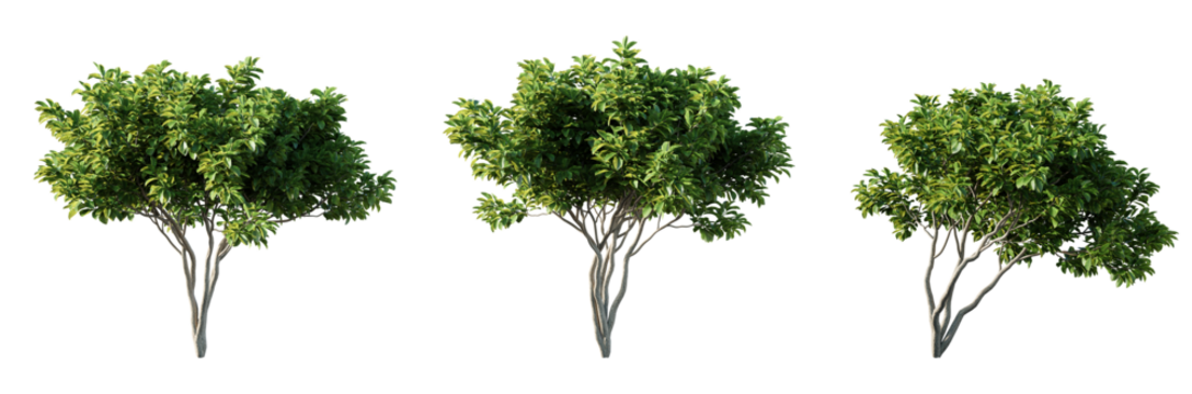 Magnolia trees isolated on white background. 3D render.