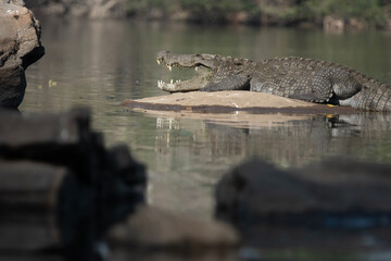 The mugger crocodile (Crocodylus palustris)