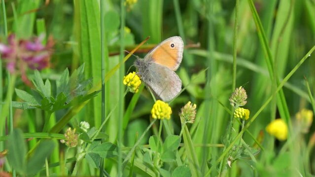 Kleines Wiesenv&ouml;gelchen (Coenonympha pamphilus) an einer Bl&uuml;te in einer Wiese