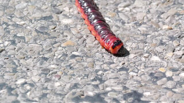 Weidenbohrer Raupe  (Cossus cossus)