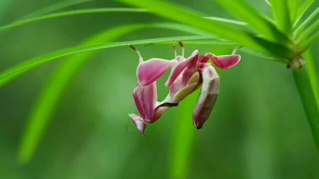 Pink Orchid Mantis rare insects in Thailand and Southeast-Asia.