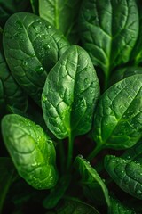 Fototapeta premium Freshly bolting in spinach. Vegetables gardening