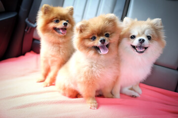 the pomeranian puppies on the couch with dramatic tone