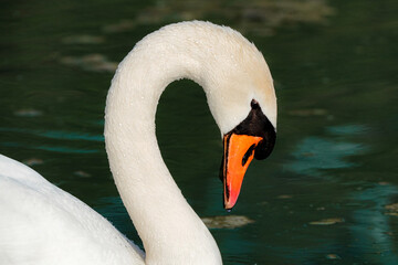 A beautiful white swan swims on the lake and looks around.