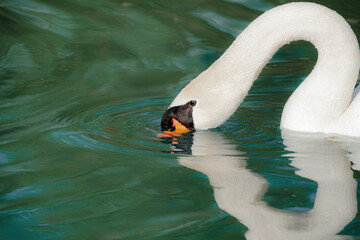A white swan has lowered its head into the water and is looking for food in the lake.