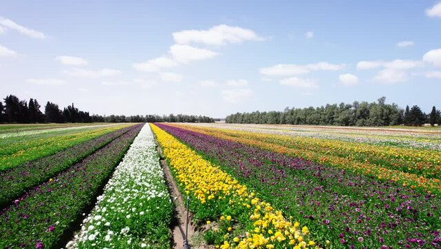 Field aerial video of Ranunculus in Kibbutz Nir Yitzhak