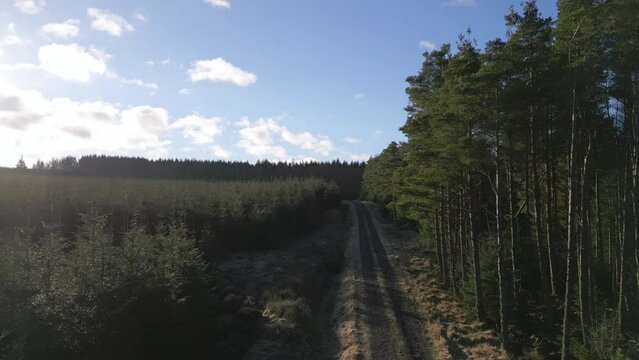 Aerial view of lush forest and winding road in Carter Burn, Jedburgh, Scotland, United Kingdom.