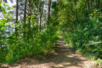 path to the forest at Buyan Lake Bali