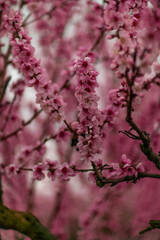 A peach blooms in the spring garden. Beautiful bright pale pink background. A flowering tree branch in selective focus. A dreamy romantic image of spring. Atmospheric natural background