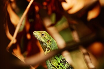 Green Iguana, Costa Rica, Central America