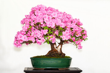 Rhododendron plant bonsai. Beautiful miniature of a a blooming tree full of pink flowers on a white...