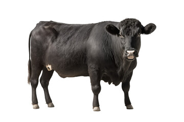 Angus cattle