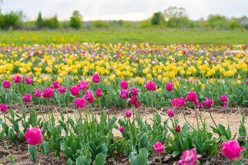 Beautiful pink and yellow tulips blooms on a flowering field in the springtime. Selective focus