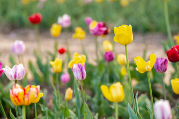 Many colorful tulips tulips in a flowering field in the springtime. Selective focus