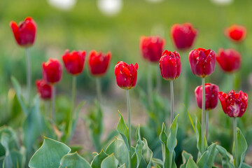 Beautiful red tulips on a flowering field in the springtime. Selective focus